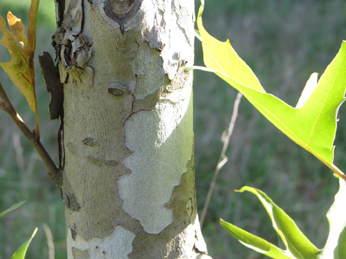 Platanus orientalis var. digitata Platanus orientalis var. digitata